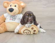 7 week old Cocker Spaniel Puppy For Sale - Windy City Pups