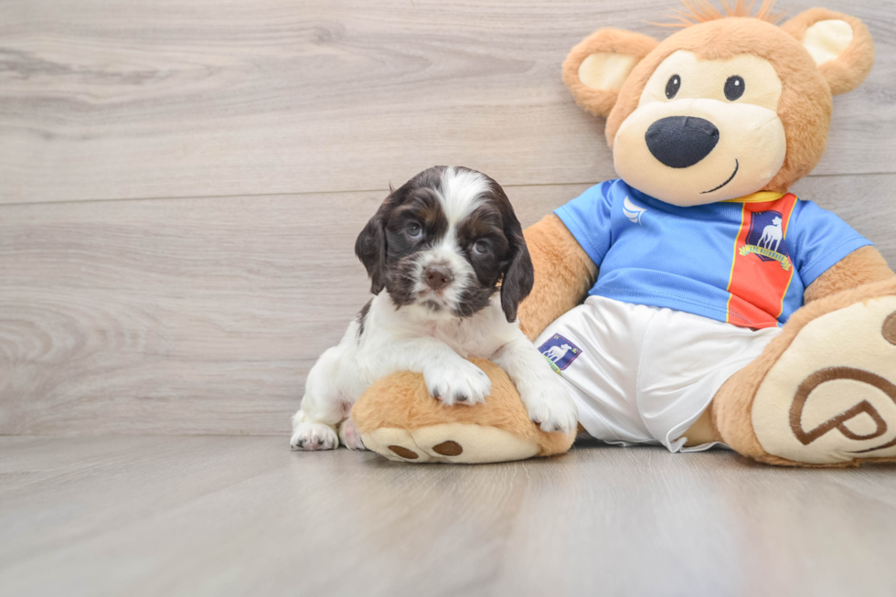 Best Cocker Spaniel Baby