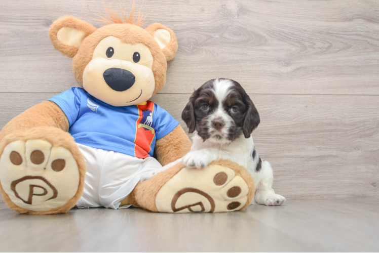Cute Cocker Spaniel Purebred Puppy
