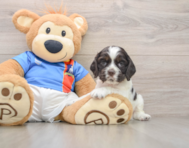 6 week old Cocker Spaniel Puppy For Sale - Windy City Pups