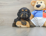 5 week old Cocker Spaniel Puppy For Sale - Windy City Pups
