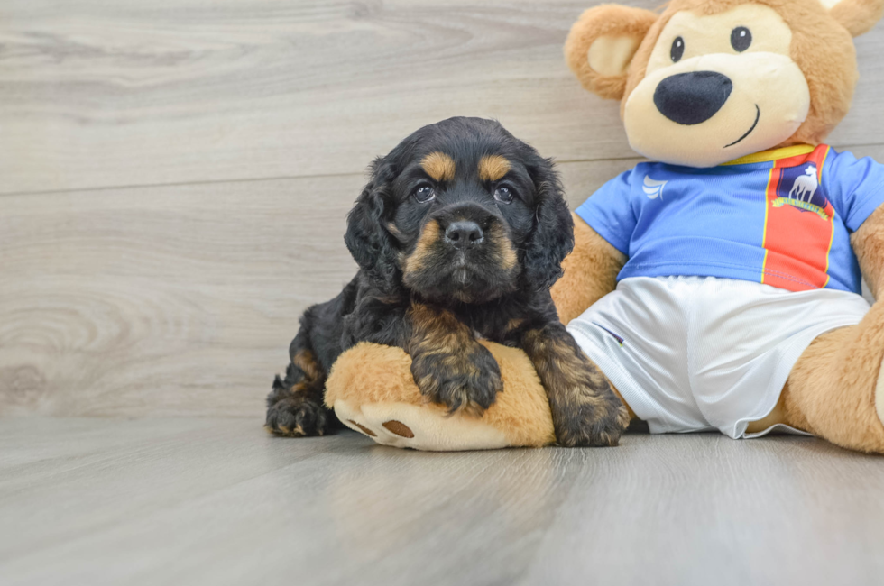 6 week old Cocker Spaniel Puppy For Sale - Windy City Pups
