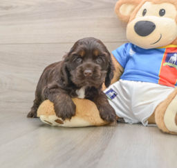 5 week old Cocker Spaniel Puppy For Sale - Windy City Pups