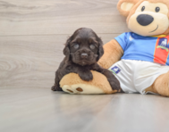6 week old Cocker Spaniel Puppy For Sale - Windy City Pups