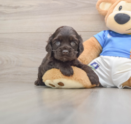 5 week old Cocker Spaniel Puppy For Sale - Windy City Pups