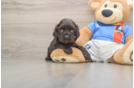 Cute Cocker Spaniel Purebred Puppy