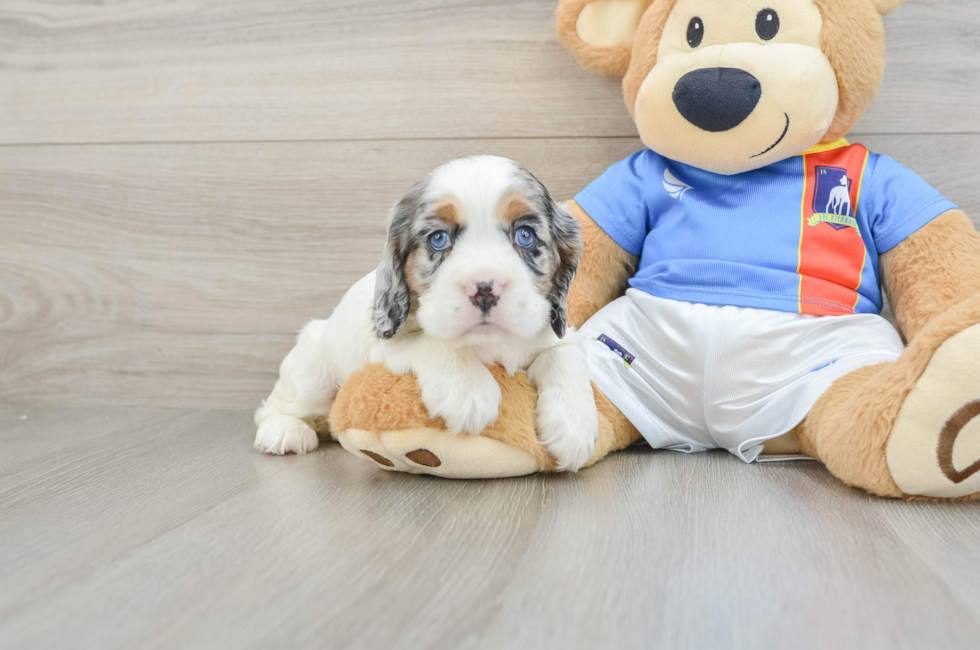 6 week old Cocker Spaniel Puppy For Sale - Windy City Pups