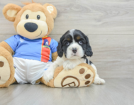 5 week old Cocker Spaniel Puppy For Sale - Windy City Pups