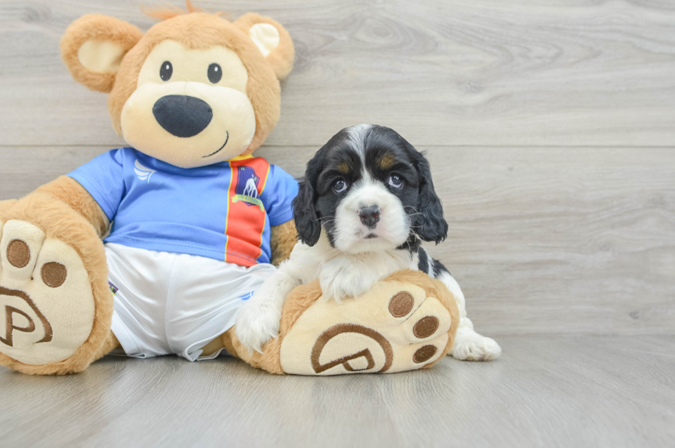 6 week old Cocker Spaniel Puppy For Sale - Windy City Pups