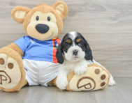5 week old Cocker Spaniel Puppy For Sale - Windy City Pups