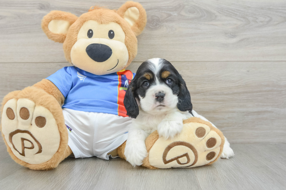 6 week old Cocker Spaniel Puppy For Sale - Windy City Pups