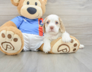 5 week old Cocker Spaniel Puppy For Sale - Windy City Pups