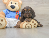 8 week old Cocker Spaniel Puppy For Sale - Windy City Pups
