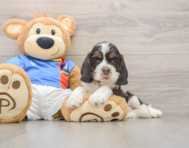 5 week old Cocker Spaniel Puppy For Sale - Windy City Pups