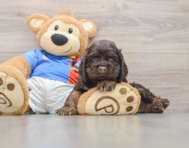 5 week old Cocker Spaniel Puppy For Sale - Windy City Pups