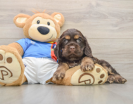 7 week old Cocker Spaniel Puppy For Sale - Windy City Pups