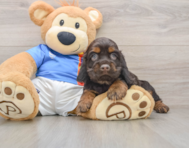 5 week old Cocker Spaniel Puppy For Sale - Windy City Pups