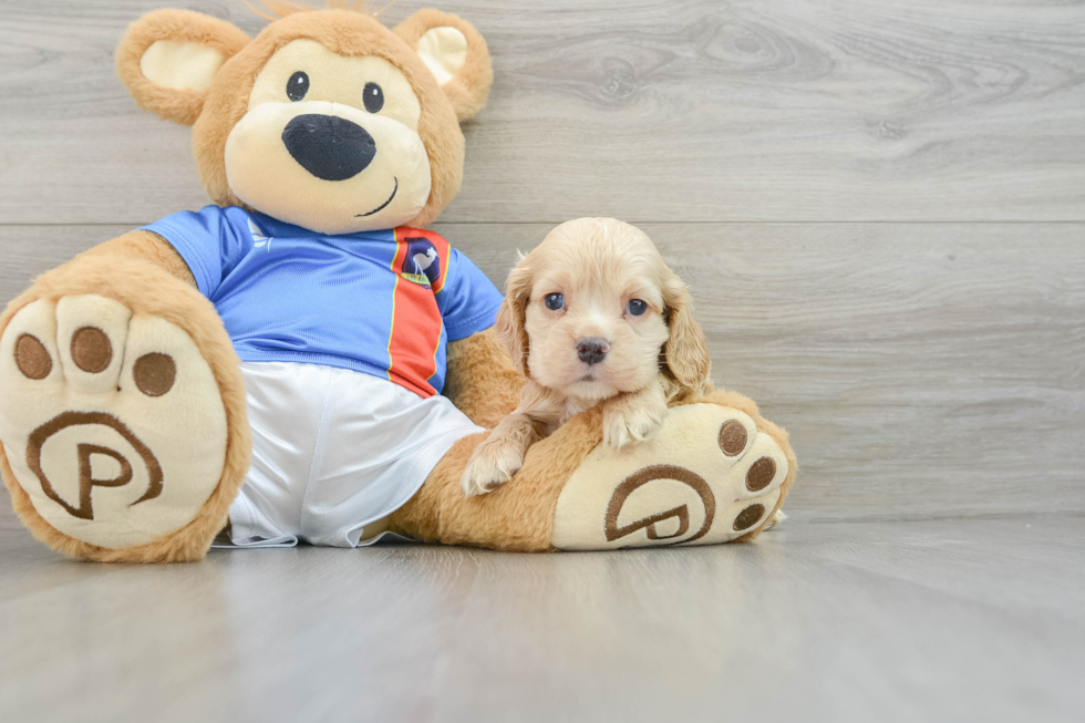 Cute Cocker Spaniel Purebred Puppy