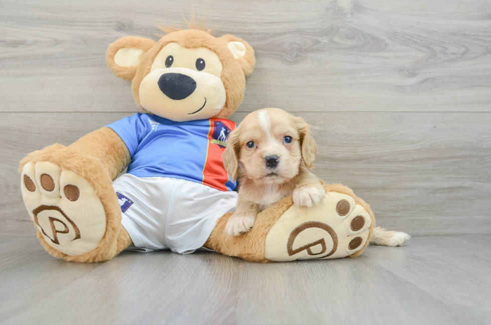 7 week old Cocker Spaniel Puppy For Sale - Windy City Pups