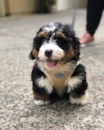 Cute Bernadoodle Poodle Mix Pup