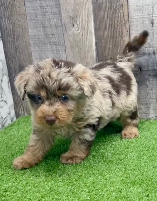 Cute Mini Labradoodle Poodle Mix Pup