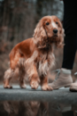 Cute Cocker Spaniel Purebred Pup