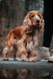 Cute Cocker Spaniel Purebred Pup