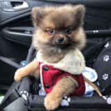 Cute Pomeranian Purebred Pup