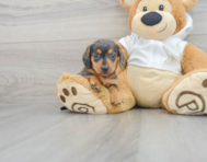 9 week old Dachshund Puppy For Sale - Windy City Pups