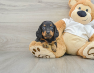 6 week old Dachshund Puppy For Sale - Windy City Pups