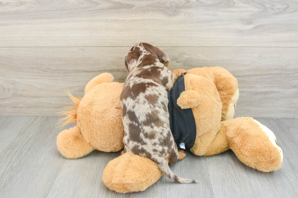 Cute Dachshund Baby