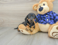 6 week old Dachshund Puppy For Sale - Windy City Pups