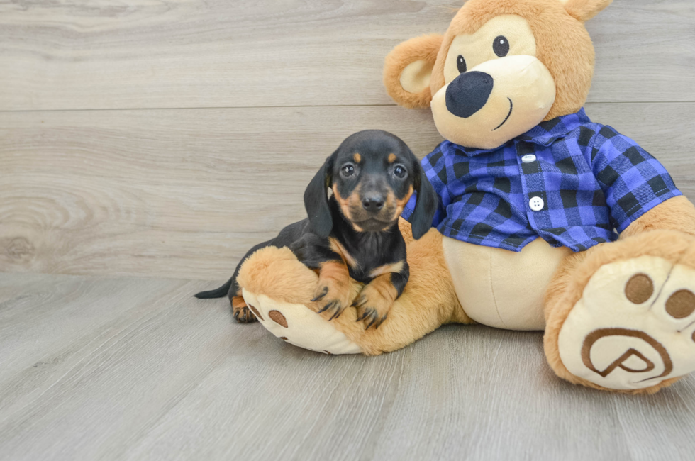 6 week old Dachshund Puppy For Sale - Windy City Pups