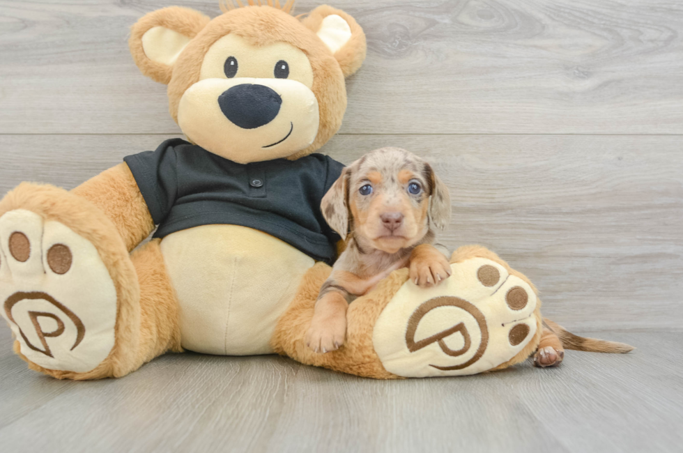5 week old Dachshund Puppy For Sale - Windy City Pups