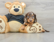 5 week old Dachshund Puppy For Sale - Windy City Pups