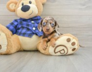 7 week old Dachshund Puppy For Sale - Windy City Pups