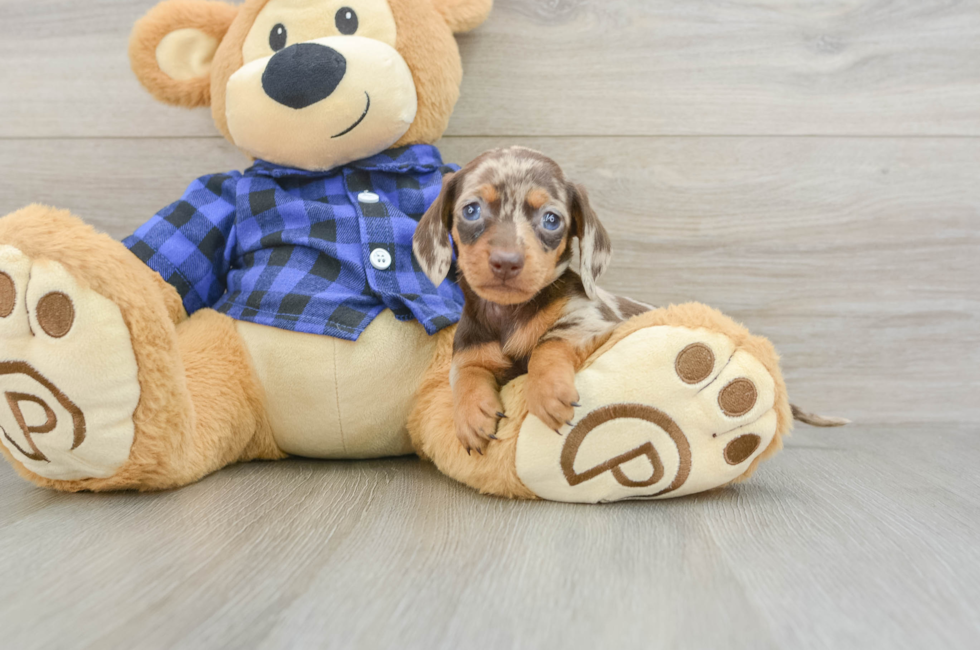 7 week old Dachshund Puppy For Sale - Windy City Pups