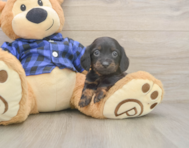 6 week old Dachshund Puppy For Sale - Windy City Pups