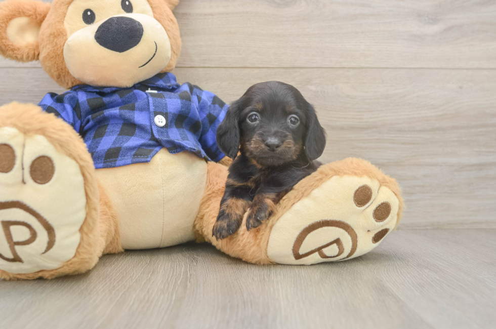 6 week old Dachshund Puppy For Sale - Windy City Pups