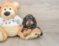 5 week old Dachshund Puppy For Sale - Windy City Pups