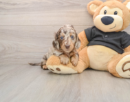 5 week old Dachshund Puppy For Sale - Windy City Pups