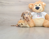 6 week old Dachshund Puppy For Sale - Windy City Pups