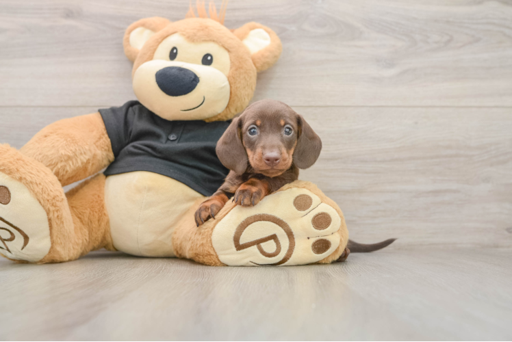 Cute Dachshund Baby