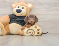5 week old Dachshund Puppy For Sale - Windy City Pups