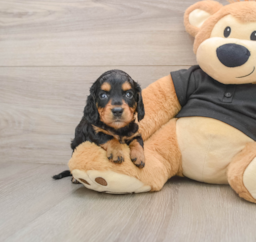 6 week old Dachshund Puppy For Sale - Windy City Pups