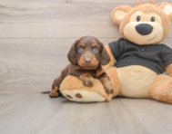 5 week old Dachshund Puppy For Sale - Windy City Pups