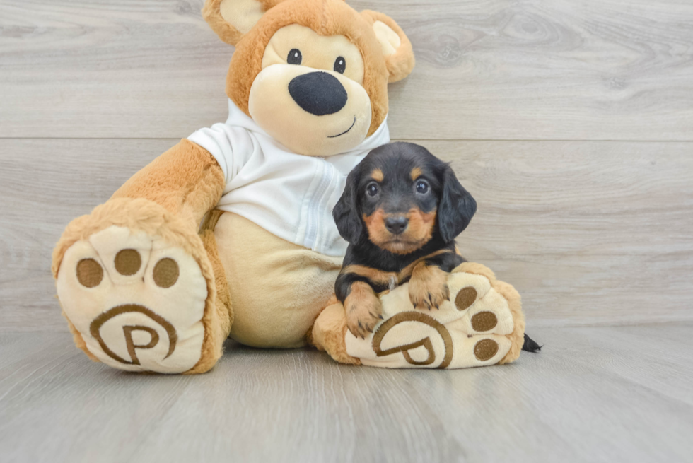 Cute Dachshund Purebred Pup