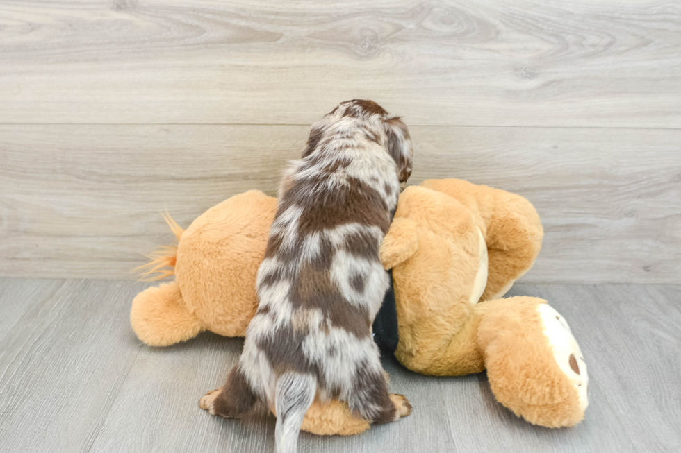 Dachshund Pup Being Cute