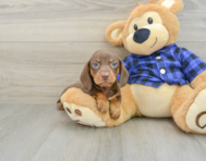 6 week old Dachshund Puppy For Sale - Windy City Pups