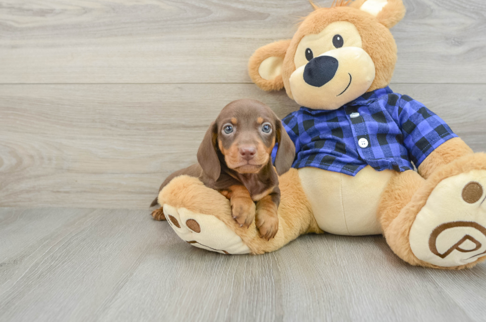 6 week old Dachshund Puppy For Sale - Windy City Pups